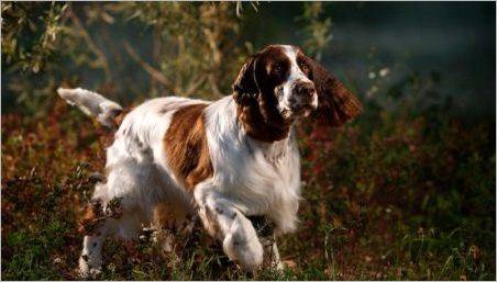 Română Springer Spaniel: Caracteristicile rasei și cultivării