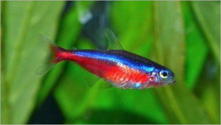 Roșu Neon: Pește Descriere, de conținut și de diluție