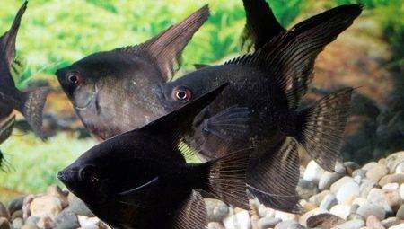 Scalaria Negru: Ce căutare pește și cum să-i îngrijească?