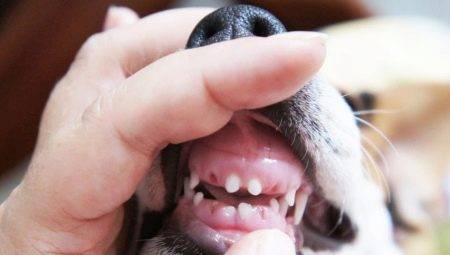 Schimbarea dintilor de lapte la câini: cadru de vârstă și posibilele probleme