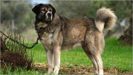 Shepherds greci: Descrierea rasei și a condițiilor de conținut de câine