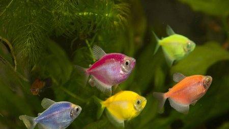 Ternection Glofish: Conținut, reproducere și îngrijire