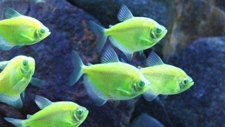 Teruna lui Caramel: Conținutul peștelui de acvariu și îngrijirea acestuia