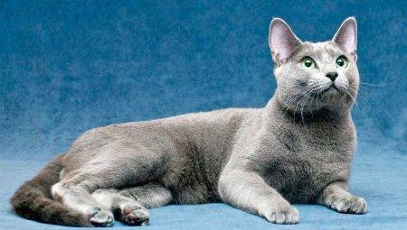 Tot ce trebuie să știți despre pisicile albastre rusești