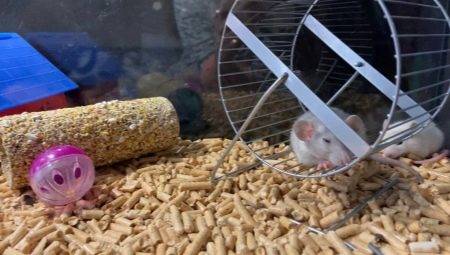 Tot ce trebuie sa stiti despre materiale de umplutură pentru șobolani