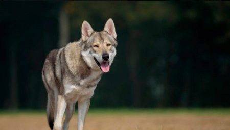 Totul despre Câini Wolf Sarlos