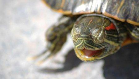 Totul despre hibernare în broască țestoasă roșu