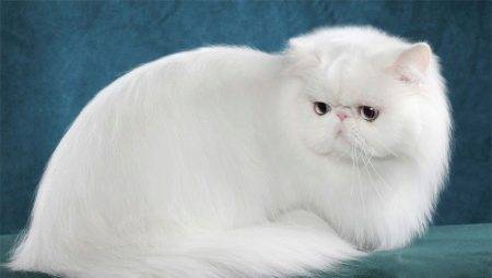 Totul despre pisici persane albe și pisici