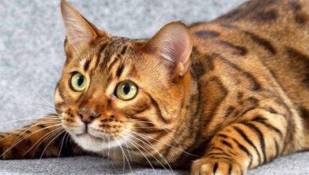 Totul despre pisicile de marmură Bengal