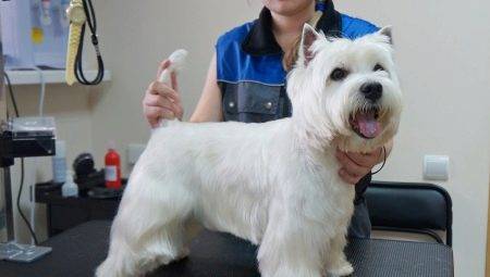 Tunsoare West Highland Terrier alb: Cerințe și tipuri