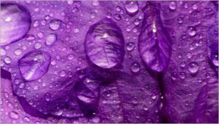 Ce înseamnă culoarea violet în psihologie?