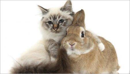 Bărbați pisici (iepuri): caracteristici și compatibilitate