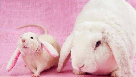 Compatibilitatea iepure (pisica) și șobolanii pe calendarul de Est