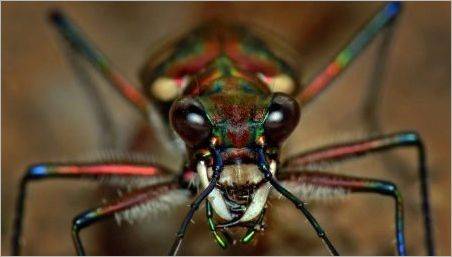 Arachnofobia: Simptome si modalitati de a elimina
