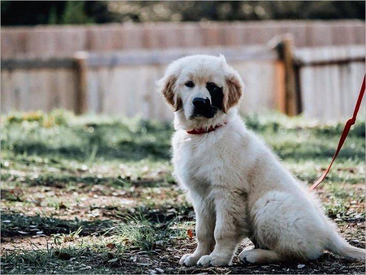 câine Enzo Viola cu o mutatie genetica rara a devenit un star de rețea